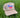 Vintage CS Banquet Khaki Trucker